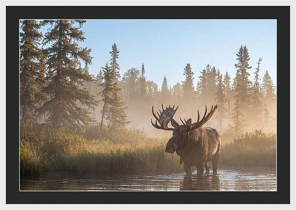 Moose In The Morning Mist