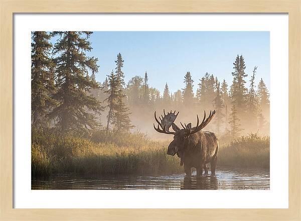 Moose In The Morning Mist