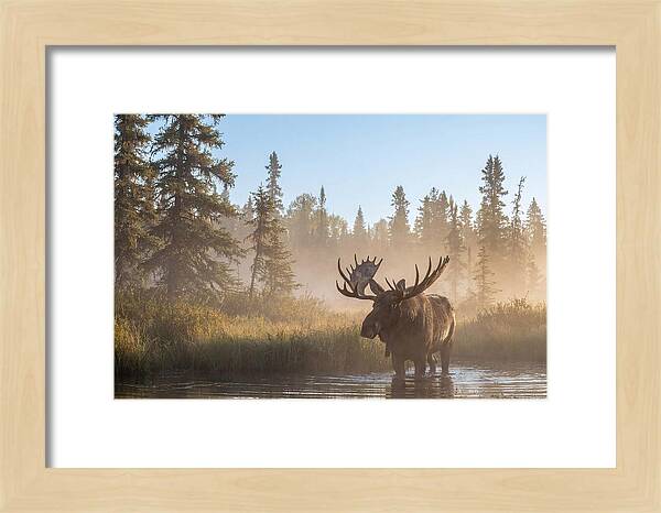 Moose In The Morning Mist
