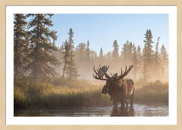 Moose In The Morning Mist