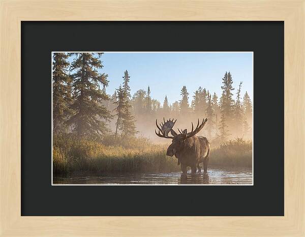 Moose In The Morning Mist