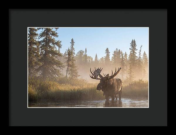 Moose In The Morning Mist