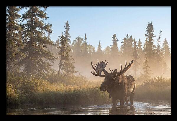 Moose In The Morning Mist