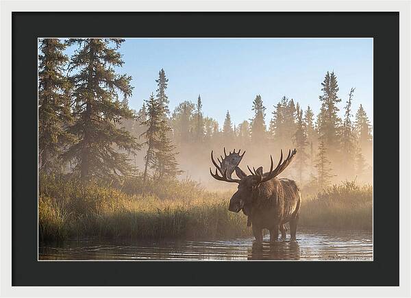 Moose In The Morning Mist