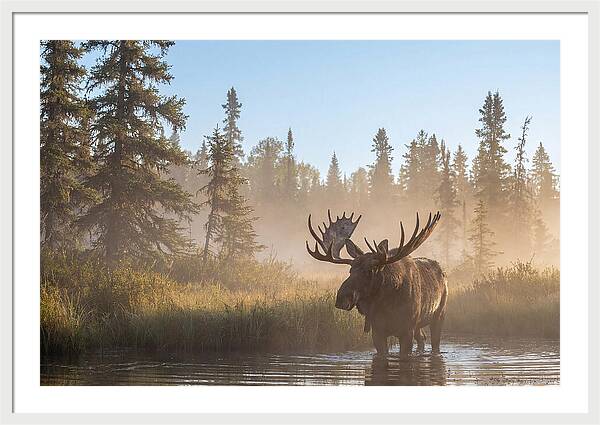 Moose In The Morning Mist