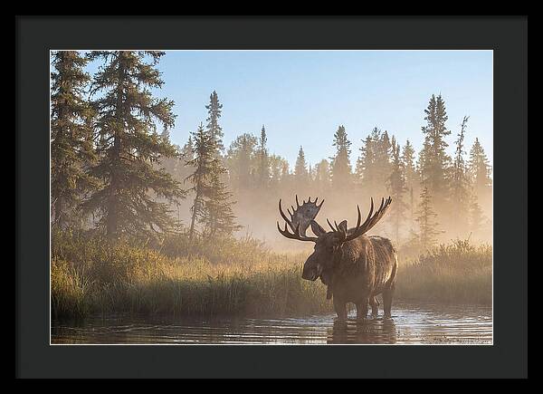 Moose In The Morning Mist