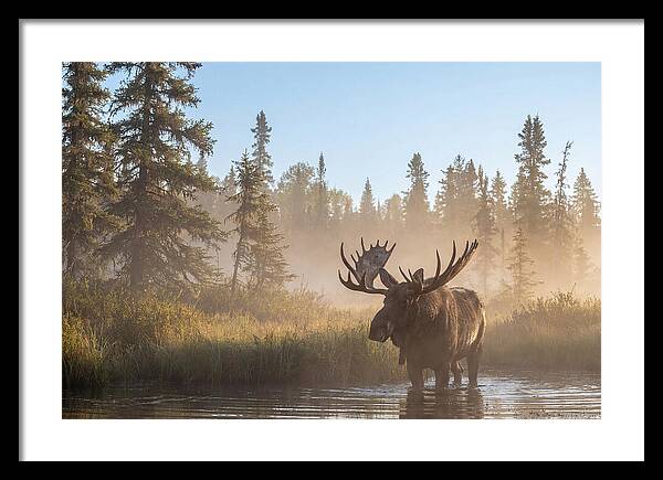 Moose In The Morning Mist