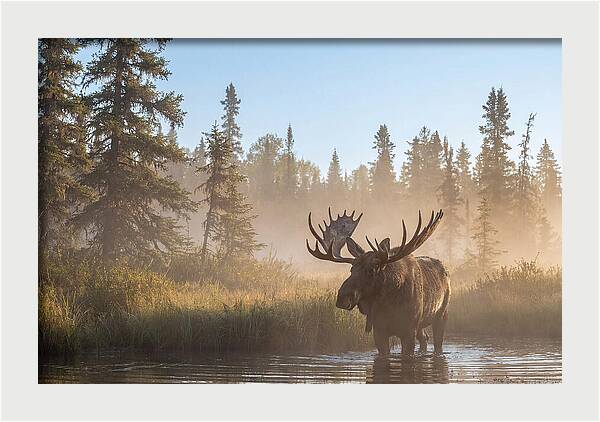 Moose In The Morning Mist