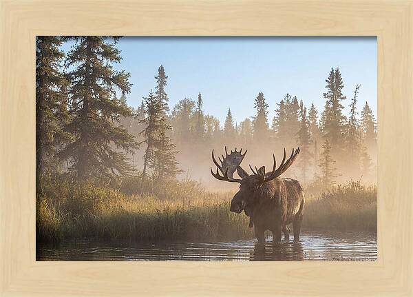Moose In The Morning Mist