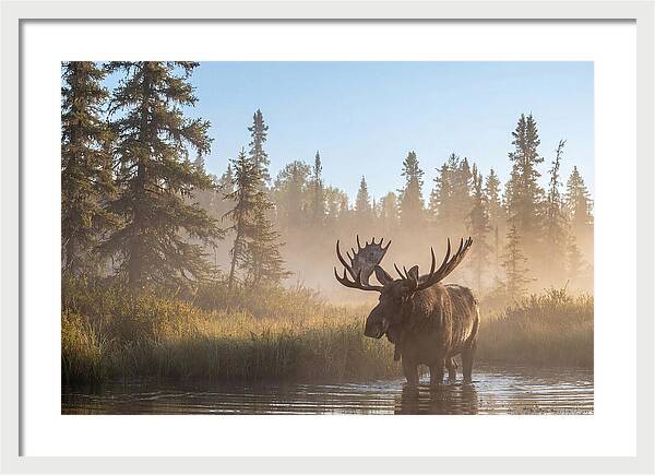 Moose In The Morning Mist