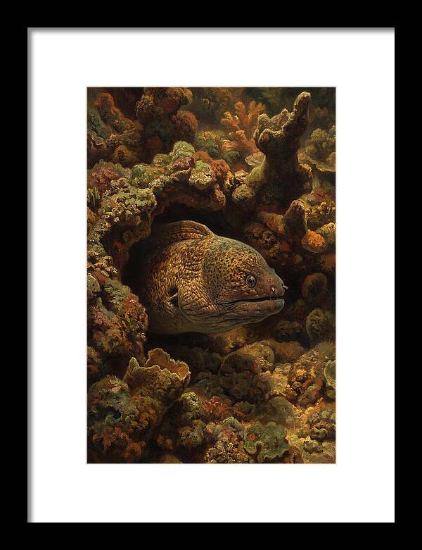 Moray Eel Peering From Coral Cave