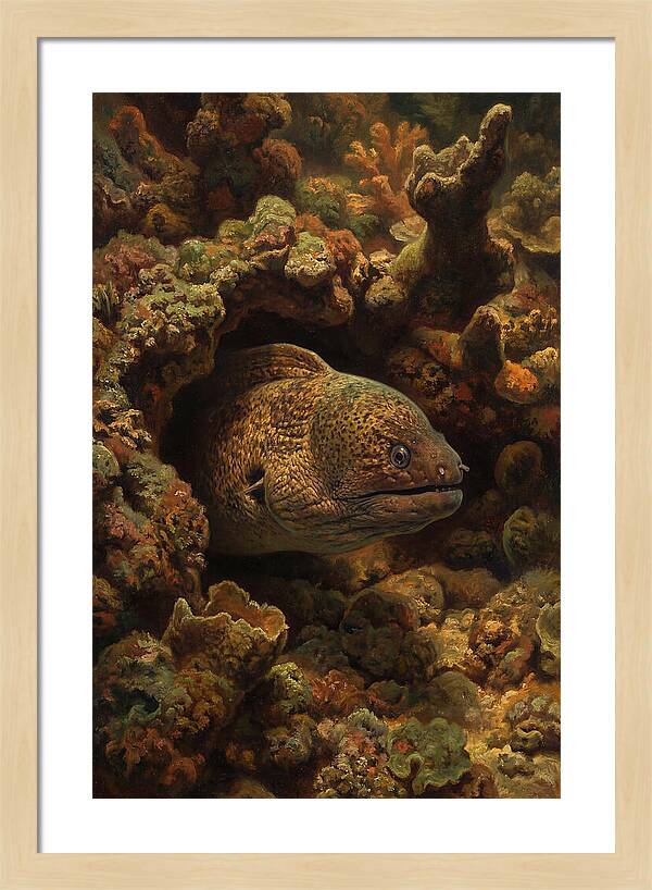 Moray Eel Peering From Coral Cave