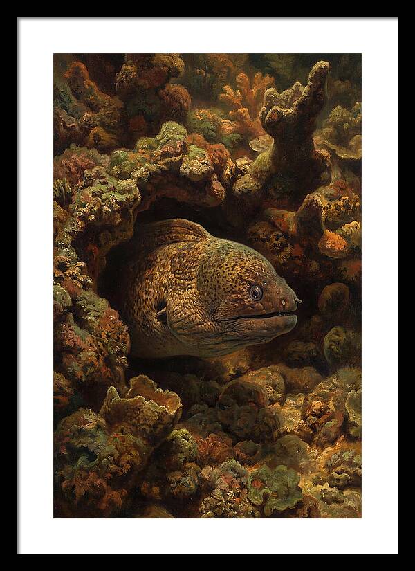 Moray Eel Peering From Coral Cave