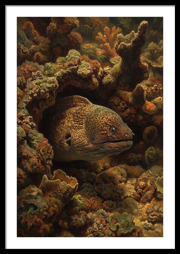 Moray Eel Peering From Coral Cave