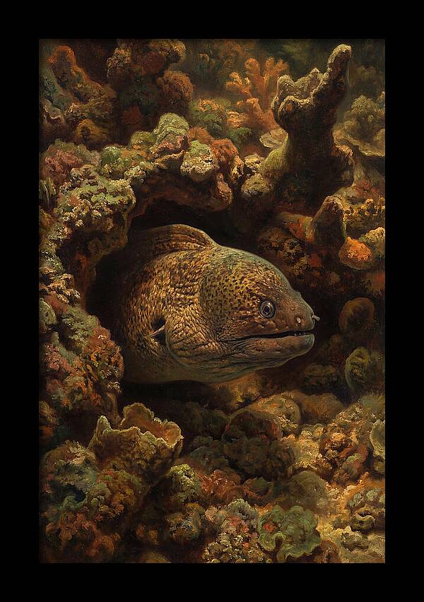 Moray Eel Peering From Coral Cave