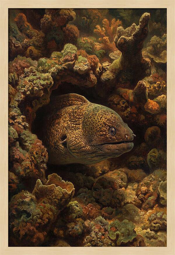 Moray Eel Peering From Coral Cave
