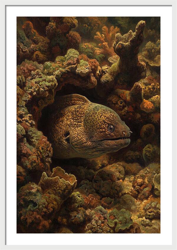 Moray Eel Peering From Coral Cave