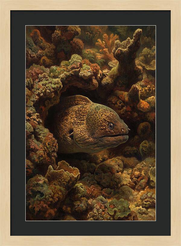 Moray Eel Peering From Coral Cave