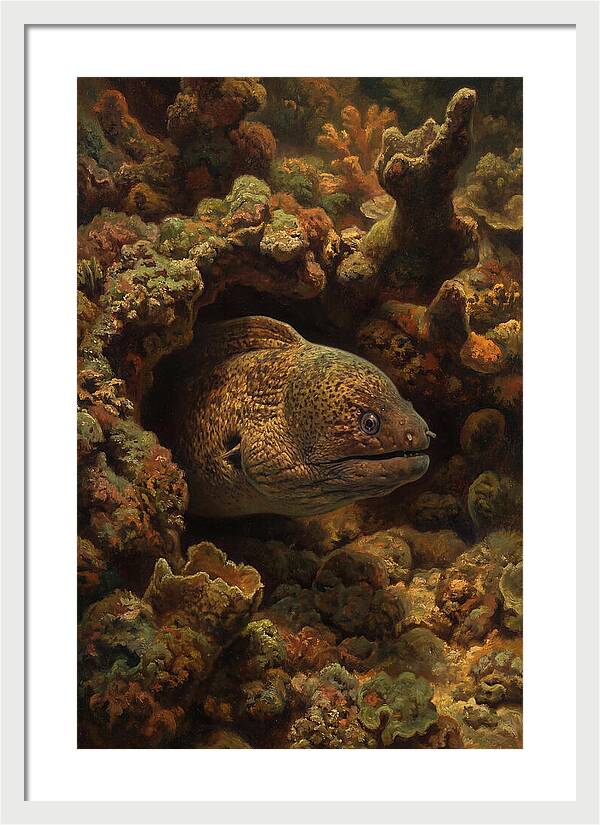 Moray Eel Peering From Coral Cave