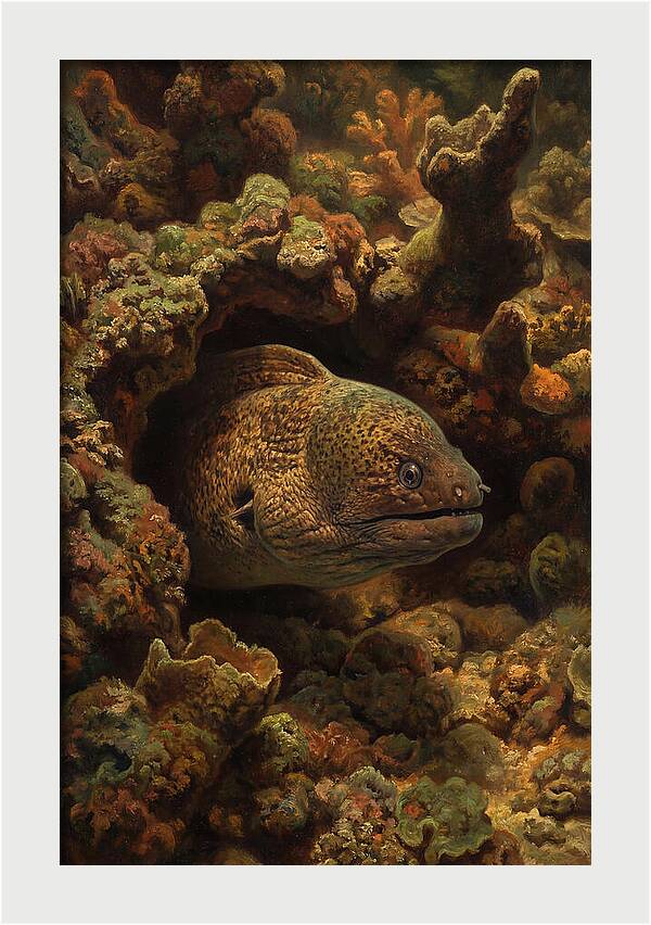 Moray Eel Peering From Coral Cave
