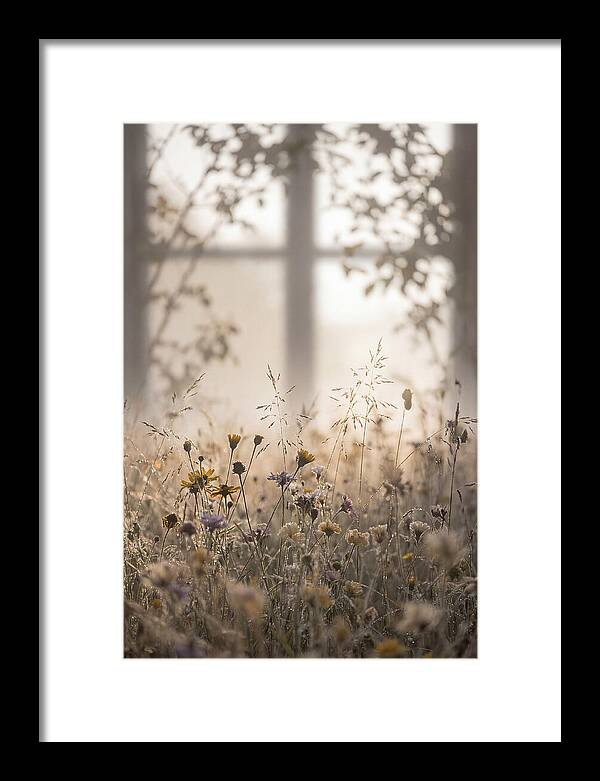 Morning Dew On Wildflower Meadow