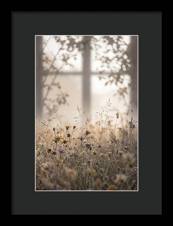 Morning Dew On Wildflower Meadow
