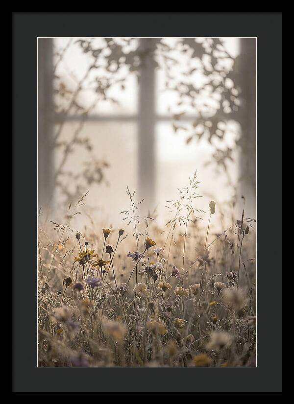 Morning Dew On Wildflower Meadow