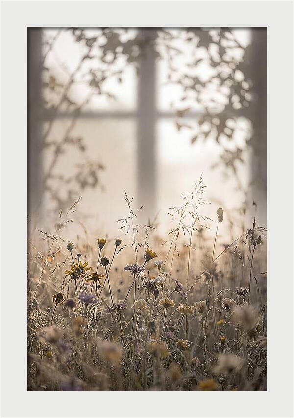 Morning Dew On Wildflower Meadow