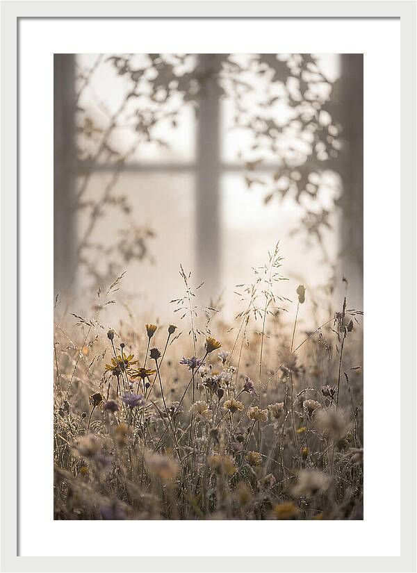 Morning Dew On Wildflower Meadow