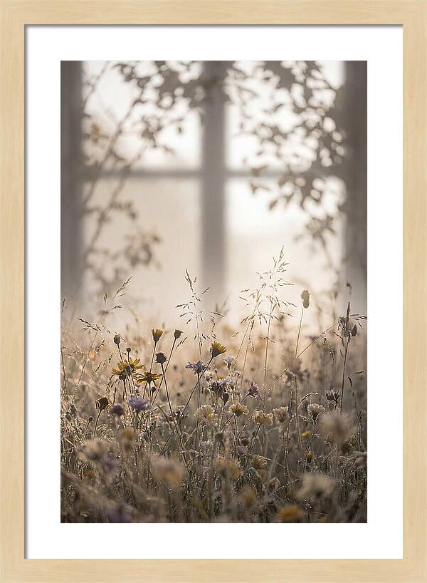 Morning Dew On Wildflower Meadow