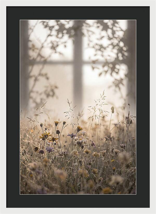 Morning Dew On Wildflower Meadow