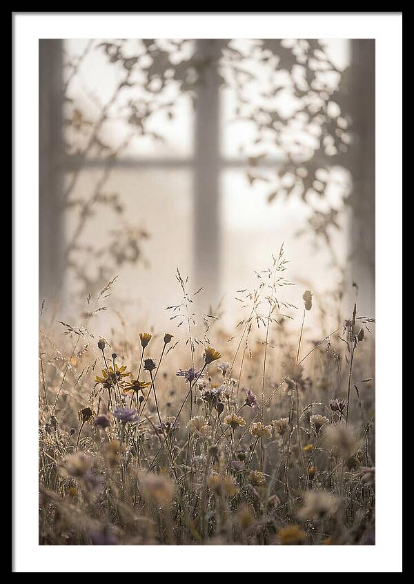 Morning Dew On Wildflower Meadow