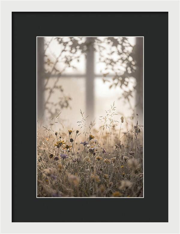 Morning Dew On Wildflower Meadow