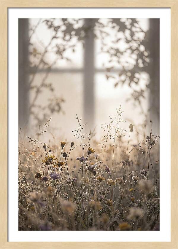 Morning Dew On Wildflower Meadow