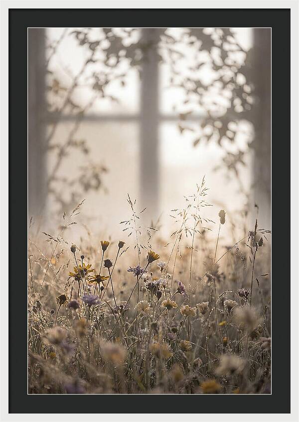 Morning Dew On Wildflower Meadow