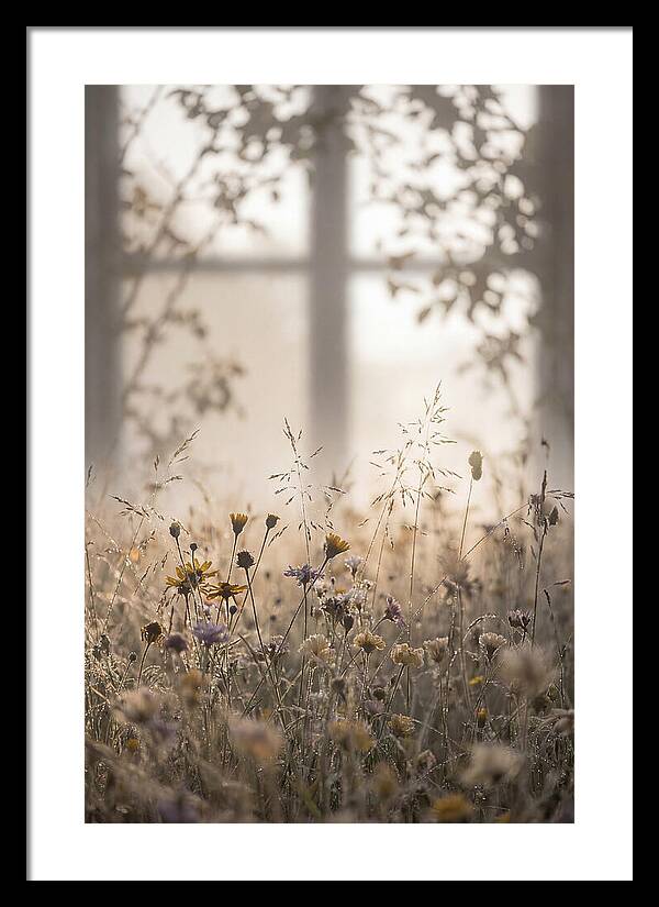 Morning Dew On Wildflower Meadow