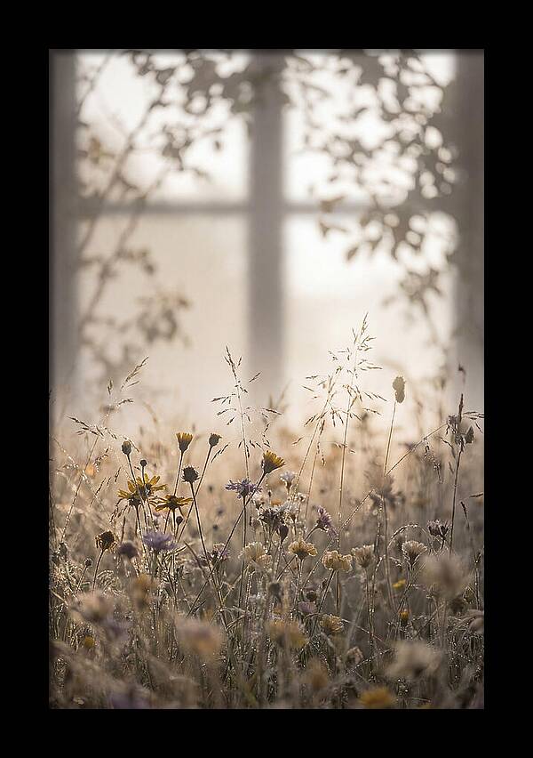 Morning Dew On Wildflower Meadow