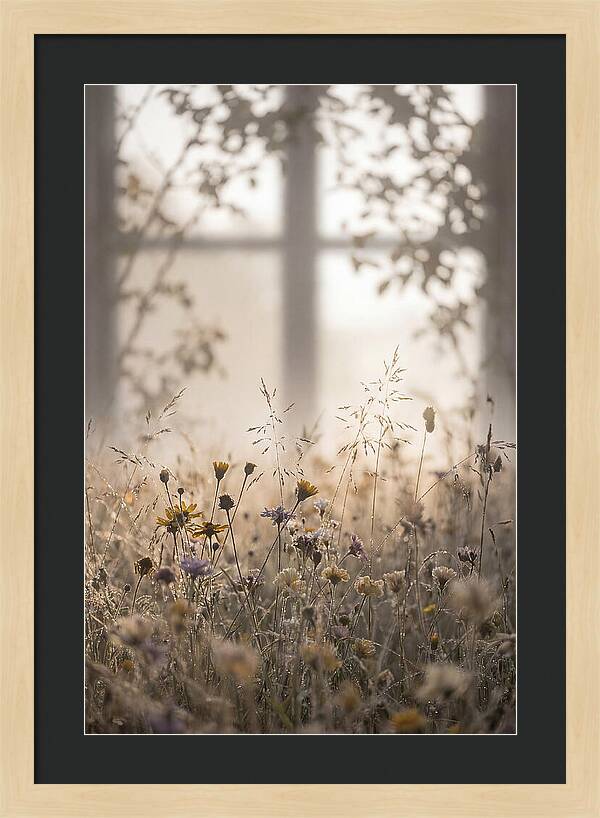 Morning Dew On Wildflower Meadow