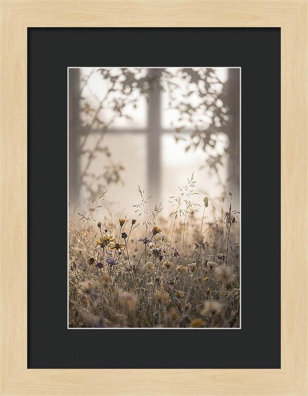 Morning Dew On Wildflower Meadow