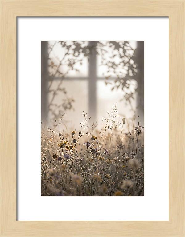 Morning Dew On Wildflower Meadow