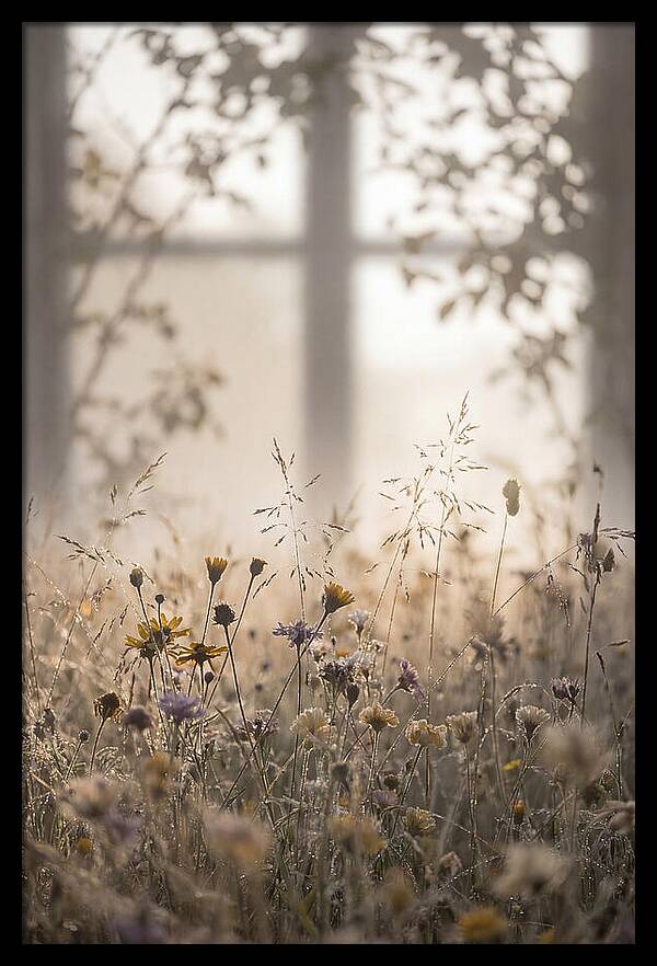 Morning Dew On Wildflower Meadow