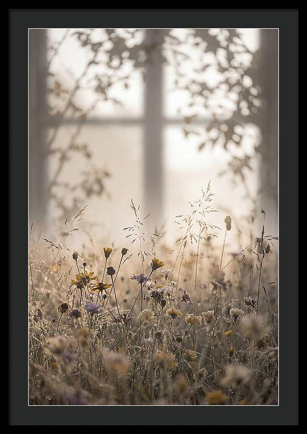 Morning Dew On Wildflower Meadow