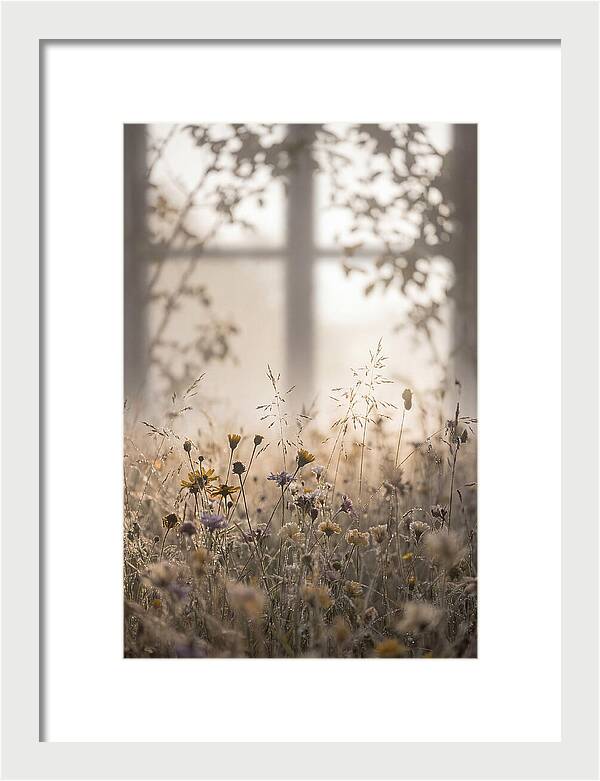 Morning Dew On Wildflower Meadow