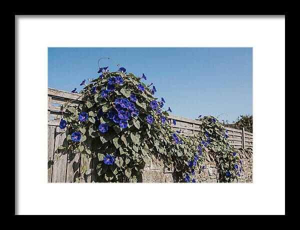 Morning Glory Blooms At Dawn
