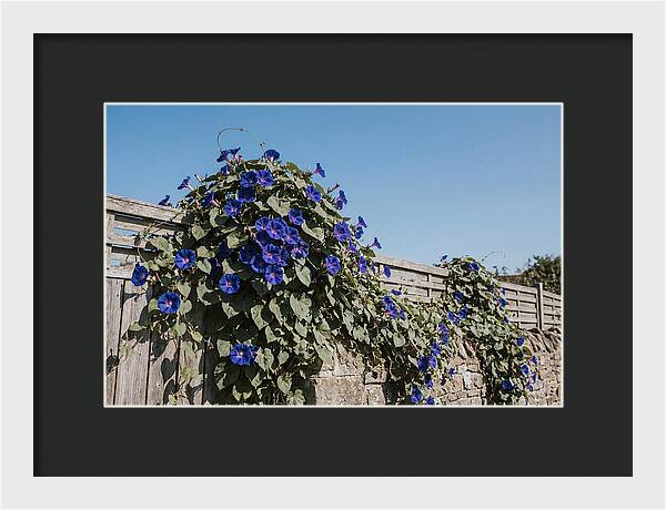 Morning Glory Blooms At Dawn