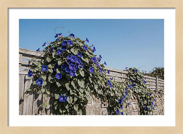 Morning Glory Blooms At Dawn
