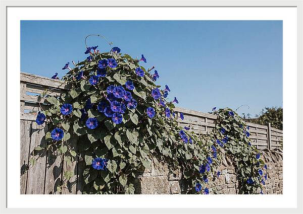 Morning Glory Blooms At Dawn
