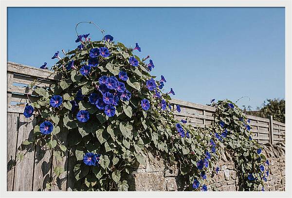 Morning Glory Blooms At Dawn