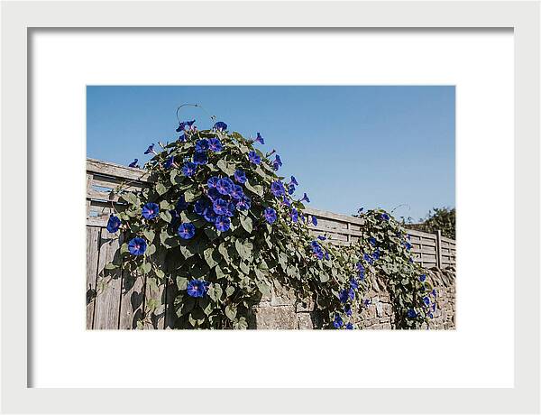 Morning Glory Blooms At Dawn