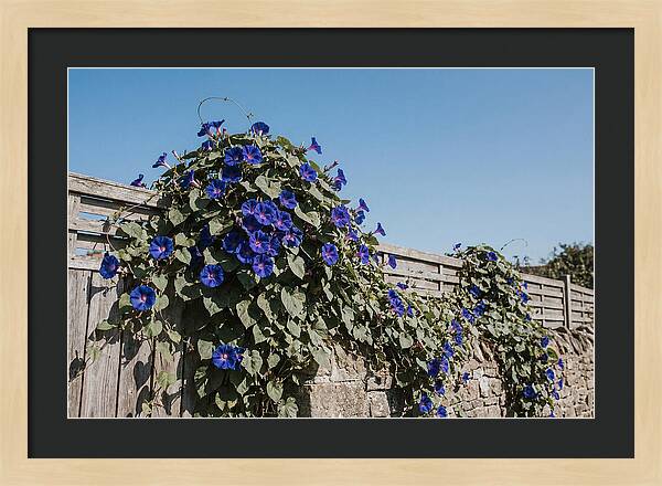 Morning Glory Blooms At Dawn